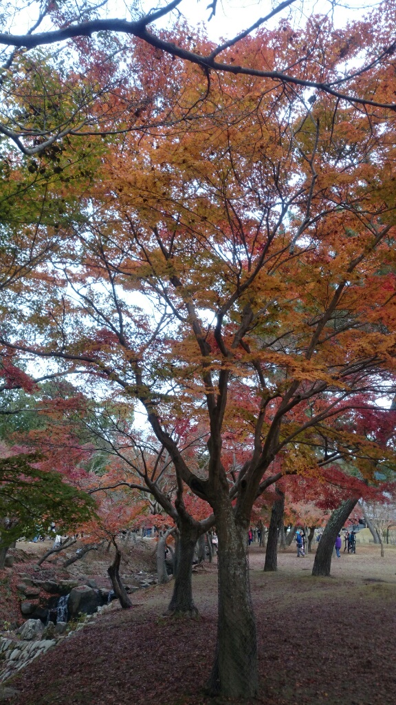 紅葉もそろそろ見納め…