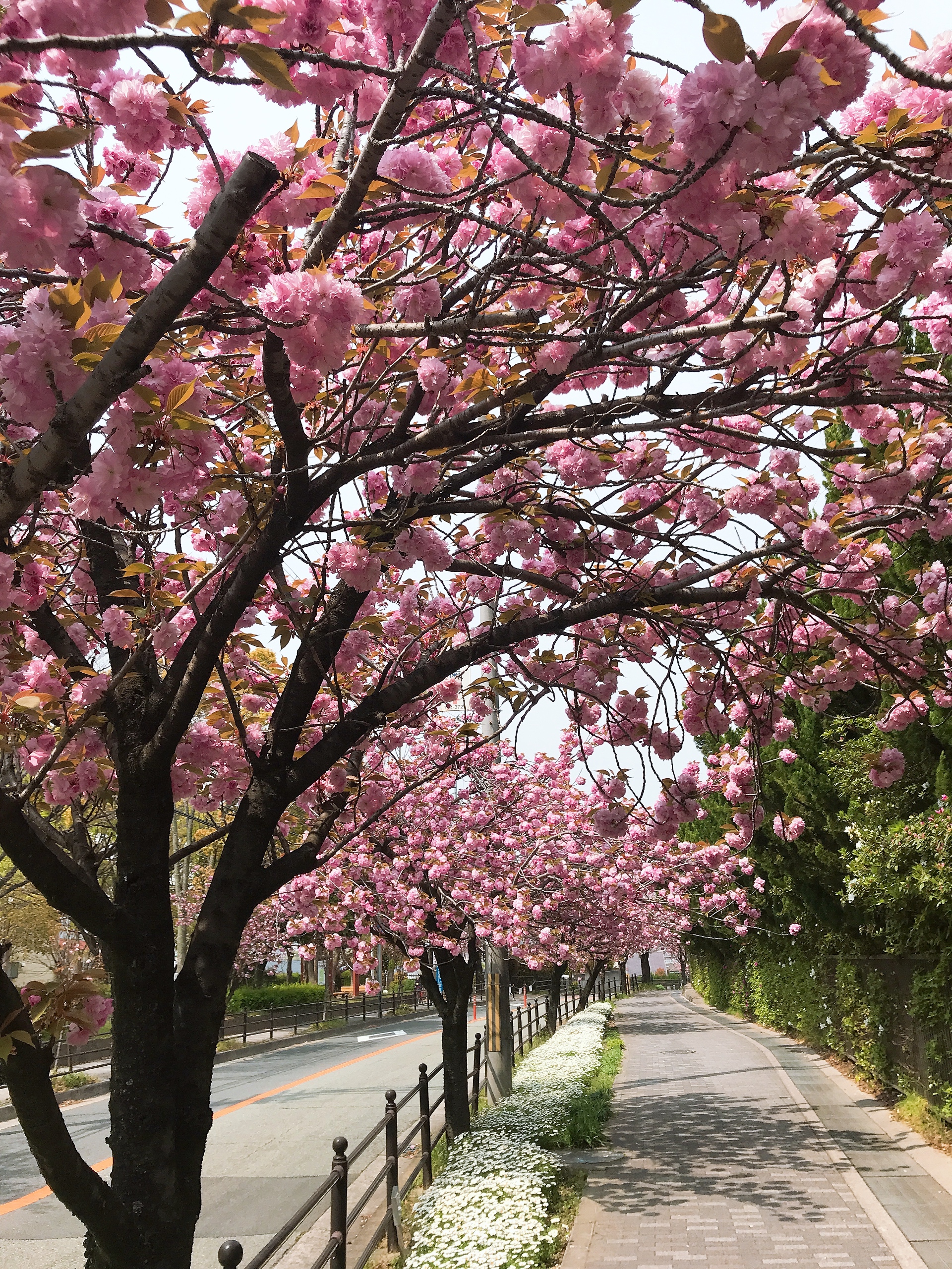 🌸八重桜🌸