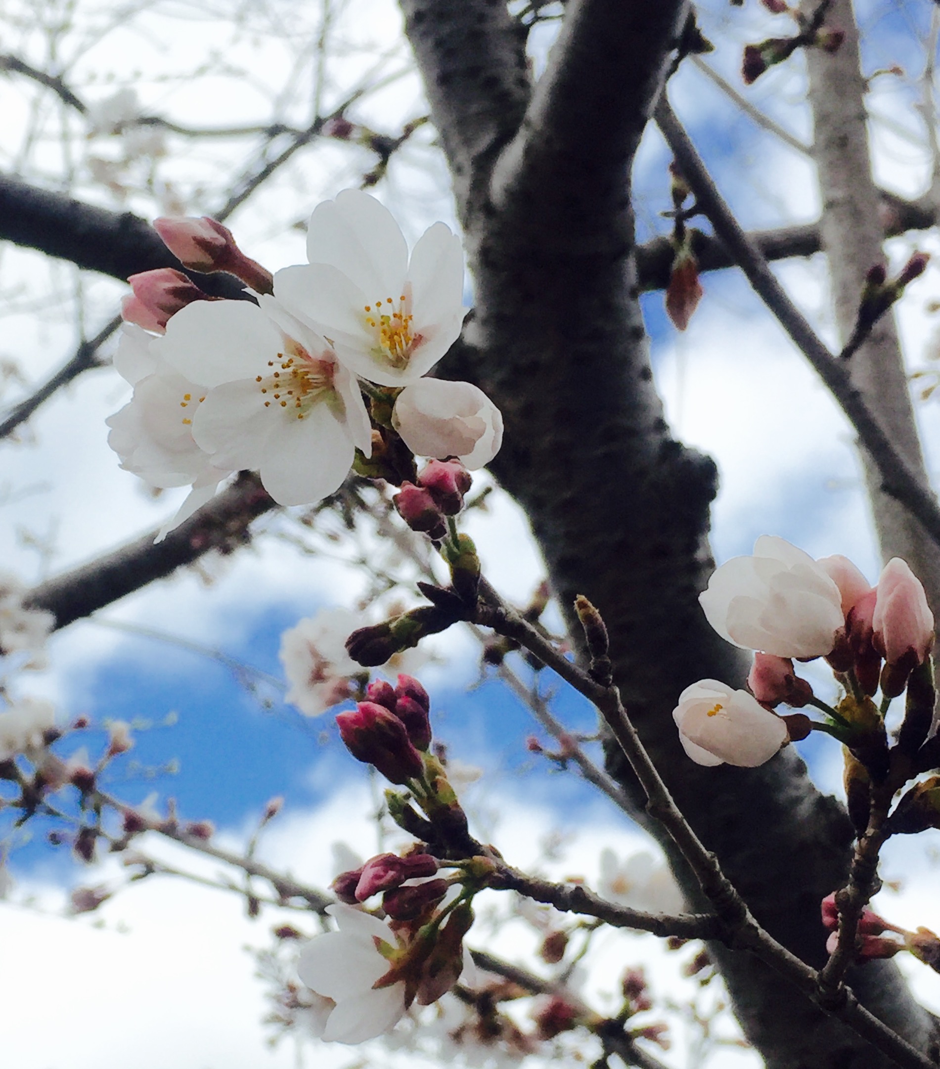 綺麗な春🌸到来‼︎